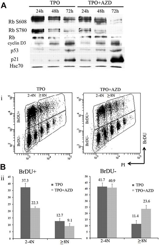 Figure 6. Inhibition of Aurora B kinase decreases G1/S phase transition in MK cells. (A) Western blot analysis with or without AZD1152-HQPA added at day 5. Western blot showed a time-dependent induction of p53 and p21 and the appearance of the hypophosphorylated form of Rb onAZD1152-HQPA treatment. (Bi) Flow cytometric analysis of BrdU incorporation in CD41+ cells of day 7 MK culture incubated with or without inhibitor during 48 hours. The plots show propidium iodide staining, used to show the DNA content of cells against the level of BrdU for each cell measured. (Bii) The BrdU-positive or -negative populations in 2N to 4N and 8N or greater MKs with or without inhibitor were compared. BrdU incorporation diminished in 2N to 4N population and changed slightly in 8N or greater onAZD1152 treatment. BrdU-negative accumulation in 8N or greater after AZD1152 treatment was more important than 2N to 4N. Dot plots are from a representative experiment (n = 3).