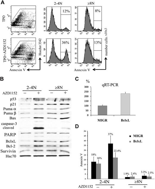 Figure 7. Inhibition of Aurora B kinase induces apoptosis in 2N to 4N cells. (A) Flow cytometry analysis of Annexin V binding. CD41+ sorted cells were cultured with or without AZD1152-HQPA for 48 hours. The plots show Hoechst 33342 staining, used to show the DNA content of cells against the level of Annexin V for each cell measured. After AZD1152-HQPA treatment the Annexin V+ cell population was 36% versus 12% in 2N to 4N fraction and 13% versus 8% in 8N or greater. Dot plots are from a representative experiment (n = 3). (B) AZD1152-HQPA induces caspase-3 activation in 2N to 4N population of MKs. Cells were cultured with or without AZD1152-HQPA for 48 hours. Then, CD41- and Hoechst 33342–stained cells with or without inhibitor were sorted into CD4+ 2N to 4N and 8N or greater. Western blot analysis showed that AZD1152-HQPA induced expression of p53 and p21 in both MK fractions. In contrast, the cleavage of caspase-3 and poly (adenosine diphosphate–ribose) polymerase were markedly induced in 2N to 4N MK-sorted cell population, whereas these cleavage forms were barely detectable in 8N or greater cells. (C) Quantitative reverse transcription polymerase chain reaction for BclxL with the use of RNA isolated from CD41+/2N to 4N and CD41+/8N or greater sorted cells. (D) The percentages of Annexin V+ cells in 2N to 4N and 8N or greater MKs overexpressing BclxL or in control (MIGR) with or without AZD1152-HQPA were compared. In the presence of AZD1152-HQPA, Annexin V+ cells were diminished in the 2N to 4N cell population overexpressing BclxL.