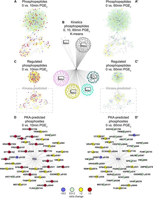 Figure 3. Quantitative phosphoproteomic mass spectrometry identifies the global PGE2-regulated phosphoproteome. K-means clustering analysis grouping phosphopeptides with similar phosphorylation profiles after 10 and 60 minutes of PGE2 (10μM) stimulation (B). All detected phosphopeptides were depicted and color coded according to the temporal change in phosphorylation ratio in response to PGE2 (10μM) after 10 and 60 minutes, A, C, D, and A', C', D', respectively; green indicates nonregulated phosphopeptide (ratio > 0.5 and < 2); yellow, ratio > 2 regulated phosphopeptide; red, ratio > 5 regulated phosphopeptide; blue, ratio < 0.5 regulated phosphopeptide; purple, predicted kinase. Individual networks were produced showing all identified phosphopeptides (A,A'), regulated phosphopeptides only (C,C') with kinase-predicted phosphopeptides highlighted, and PKA-predicted substrates (D,D'). All networks were visualized with the use of Cytoscape (www.cytoscape.org).