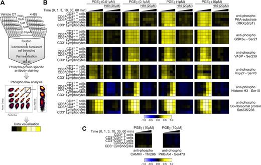 Figure 4. Phospho flow cytometry provides detailed insight into signaling events. (A) Phospho flow cytometry workflow overview. PBMCs were stimulated with PGE2 (0.01, 0.1, 1, and 10μM) over a 60-minute time period (0, 1, 3, 10, 30, and 60 minutes) in the absence and presence of the PKA inhibitor H89 (20μM). All samples were then fixed, subjected to fluorescent cell bar coding (FCB), and combined in 1 sample tube. Cells were then permeabilized and labeled with phospho-epitope–specific antibodies and cell type-specific surface marker antibodies before flow cytometric analysis and data analysis with the use of Cytobank (https://cytobank.stanford.edu). (B-C) Phospho flow cytometry results from 1 representative donor of 3 depicted as a heatmap. Warmer colors (yellow) indicate an increase in phospho-epitope–specific antibody signal, whereas colder colors (blue) indicate a decrease in signal. Differences in antibody signal were calculated with the first column of each lane as reference.