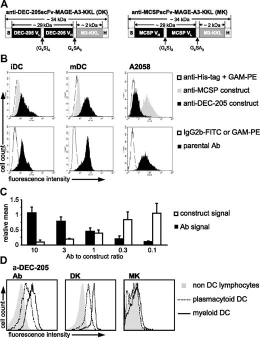 Figure 2. Design and specific binding of the anti–DEC-205scFv-MAGE-A3-KKL and the anti–MCSPscFv-MAGE-A3-KKL fusion proteins. (A) Schematic presentation of the anti–DEC-205scFv-MAGE-A3-KKL (termed DK hereafter) and the anti–MCSPscFv-MAGE-A3-KKL (termed MK hereafter) fusion proteins. Estimated molecular weights are indicated. S indicates N-terminal Strep-tag; VL and VH, variable region light and heavy chain, respectively, of the scFv; (G4S)3 or (G4S)4, 15 or 20 amino acid linker composed of 3 or 4 repeats of the Gly4Ser unit, respectively; G4SA3, 8 amino acid linker composed of one Gly4Ser unit followed by an Ala3 unit; MAGE-A3-KKL, nucleotide sequence of MAGE-A3, presented in HLA-DP4; and H, hexahistidine-tag. (B) iDCs, mDCs, and the MCSP-positive cell line A2058 were incubated with the anti–DEC-205scFv-MAGE-A3-KKL and with the anti–MCSPscFv-MAGE-A3-KKL control proteins, and stained with murine anti–His-tag Ab and GAM-PE Ab. As a negative control, the cells were stained only with anti–His-tag Ab and GAM-PE Ab. (Bottom panels) Staining of the same cells with the FITC-labeled anti–DEC-205 parental antibody or with the anti-MCSP parental Ab and GAM-PE. As a negative control, these cells were stained with an IgG2b-FITC isotype control or GAM-PE only. (C) Preincubation with different concentrations of the parental Ab. mDCs were preincubated with the FITC-labeled parental Ab in different molar ratios to the construct. Then the mDCs were incubated with 1 μg/mL of the anti–DEC-205scFv-MAGE-A3-KKL for 30 minutes, and the construct was detected with PE-labeled anti–Strep-tag Ab. Signals were normalized to stainings with the parental Ab or the construct in absence of each other. (D) Binding of the construct to DCs in human blood. PBMCs were incubated with the anti–DEC-205scFv-MAGE-A3-KKL (DK) or with the anti–MCSPscFv-MAGE-A3-KKL (MK) constructs or stained with the parental DEC-205–specific Ab (α-DEC-205 Ab). Plasmacytoid DCs and myeloid DCs were counterstained and analyzed by multicolor flow cytometry, and lymphocytes were gated as negative control.