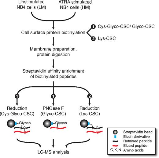 Figure 1. CSC technology. Unstimulated and ATRA stimulated NB4 cells were cultured in light medium (LM) and heavy medium (HM), respectively. Equal cell numbers of unstimulated and ATRA stimulated NB4 cells were combined and cell surface proteins were biotinylated on living cells either by the Cys-Glyco-CSC/Glyco-CSC protocol or the Lys-CSC protocol. After membrane preparation and protein digestion, biotinylated peptides were isolated by streptavidin affinity chromatography. “Piggyback” peptides were bound via disulfide bridges to biotinylated peptides on streptavidin beads, because protein disulfide bridges had been protected during cell lysis and protein digestion. In the Cys-Glyco-CSC and Lys-CSC protocol, piggyback peptides were eluted from streptavidin beads by chemical reduction. In the Glyco-CSC protocol, peptides with N-glycosylation were enzymatically released from streptavidin beads by PNGase F. HL60 cells were processed analogously except for the Lys-CSC protein biotinylation (for details see “Lys-CSC”).
