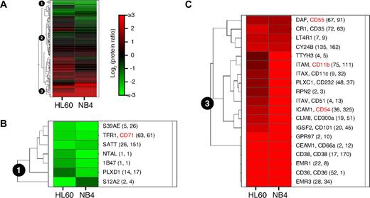 Figure 5. Membrane protein abundance changes in AML cells after ATRA stimulation. (A) Hierarchical cluster analysis of log2 protein ratios of 165 membrane proteins that were identified in both AML cell lines by the MS-based CSC technology. Each row represents the abundance changes of 1 membrane protein after ATRA stimulation and each column represents 1 AML cell line. Red indicates increased protein abundance, while green indicates decreased protein abundance after ATRA stimulation. (B) Protein cluster number 1 contained membrane proteins, which showed decreased protein abundances in both AML cell lines after ATRA stimulation. Names of proteins are shown next to the heat map and if applicable CD numbers are included. Numbers in brackets are the number of peptide identifications used for quantification of the protein in HL60 (first number) and in NB4 cells (second number), respectively. (C) Protein cluster number 3 contained membrane proteins, which showed increased protein abundances in both AML cell lines after ATRA stimulation.
