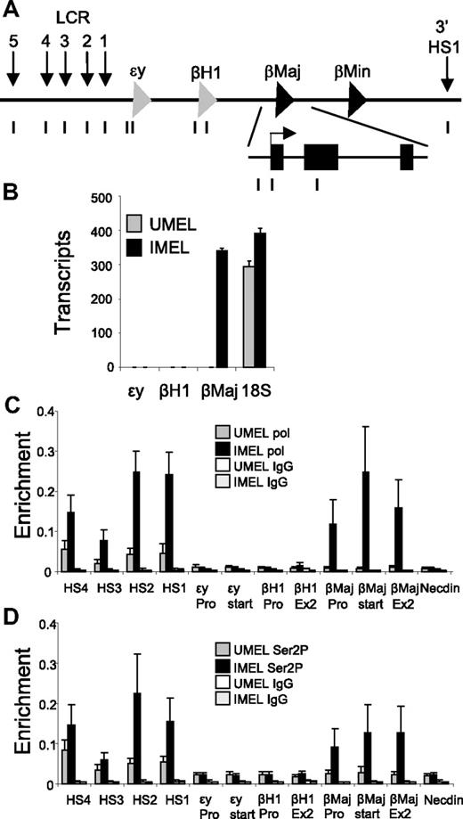 Figure 1. Recruitment of elongation competent Ser2P RNA pol II to the β-globin locus during mouse MEL cell differentiation. (A) The mouse β-globin locus is diagrammed, and the positions of TaqMan probes used for real-time PCR are indicated below and named on the graphs. (B) MEL cells were treated with 2% DMSO for 4 days (IMEL) or without DMSO (UMEL), and globin mRNA was analyzed by quantitative real-time RT-PCR. Data are mean ± SEM, and 18S ribosomal RNA transcripts served as a control. (C-D) ChIP was performed MEL cell chromatin and antibodies to (C) RNA pol II or (D) Ser2P pol II. Three different chromatin preparations were analyzed by quantitative PCR. Error bars represent the SEM. Necdin, not transcribed in these cells, served as a negative control.