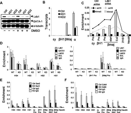 Figure 3. Ldb1 knockdown inhibits enrichment of the Ldb1 complex and Ser2P RNA pol II at the β-globin promoter and LCR in MEL cells. (A) MEL cells were stably transduced with Ldb1 shRNA or with an empty virus (Ctrl) and individual clones were isolated. Reduced Ldb1 expression in 2 stable Ldb1 knockdown clones (KD1 and KD2) was confirmed by Western blot analysis before (−) and after 4 days of 2% DMSO treatment (+). GATA-1 and α-tubulin served as positive and internal controls, respectively. (B) Stable clones were treated with 2% DMSO. Total RNA was isolated at day 4, and β-globin expression was analyzed by quantitative real-time RT-PCR. Each value was normalized with 18S ribosomal RNA. Three RNA preparations were analyzed. Error bars represent the SEM. (C) ChIP was carried out using KD1 cells after 4 days of 2% DMSO induction using antibodies to acH3 and H3K4me3, and the data were graphed together by setting the highest level for each antibody equal to 1. (D) The ChIP assay was performed with KD1 cells after 4 days of 2% DMSO induction using antibodies to Ldb1, GATA-1, LMO2, and SCL. Error bars represent the SEM for multiple independent chromatin preparations. (E-F) ChIP was carried out as for panel D using antibodies to Ser2P pol II (E) or Cdk9 (F). Necdin served as a negative control. Error bars represent the SEM for multiple independent chromatin preparations. ChIP assays with KD2 cells gave similar results (not shown) to those in panels C through F.