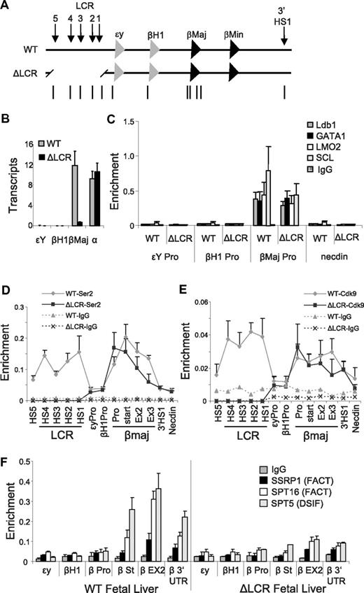 Figure 4. The Ldb1 complex and Ser2P RNA pol II are enriched at the β-globin promoter in fetal liver erythroid cells of mice homozygous for a deletion of the LCR. (A) The mouse β-globin locus is diagrammed, and the positions of TaqMan probes used for real-time PCR are indicated below and named on the graphs. Endogenous (WT) and LCR-deleted (ΔLCR) murine β-globin loci are depicted. (B) Total RNA was isolated from E14.5 fetal liver of WT or ΔLCR mice, and globin expression was analyzed by quantitative real-time RT-PCR. α-Globin was used as a positive control of RNA expression. Each value was normalized with 18S ribosomal RNA. Error bars represent the SEM for several independent RNA preparations. (C-F) Chromatin was prepared from E14.5 fetal liver of WT (+) or ΔLCR (−) mice, and then ChIP and quantitative PCR were performed with (C) Ldb1, GATA-1, LMO2, and SCL, (D) Ser2P pol II, and (E) Cdk9, or (F) DSIF and FACT components as indicated on the graphs. Necdin served as a negative control. Error bars represent the SEM among independent chromatin preparations.