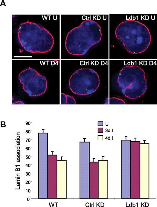 Figure 5. Ldb1 is required for localization of the β-globin locus away from the nuclear periphery during differentiation. (A) Three-dimensional immuno-FISH analysis of untreated cells and cells treated with DMSO. WT indicates MEL cells; Ctrl KD, MEL cells with control shRNA; KD, MEL cells with shRNA directed to Ldb1; U, uninduced; and 4D, treated with DMSO for 4 days. Red represents nuclear lamin immunofluorescence; and green, probe detecting the β-globin locus. Bar represents 5 μm. For details see “Image acquisition and analysis.” (B) Quantitation of association of globin loci with the nuclear lamina before and after DMSO treatment for 3 days (3d) or 4 days (4d). More than 100 cells were scored for each determination. Error bars represent the SE.