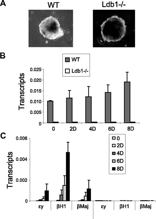 Figure 6. Importance of Ldb1 to embryonic and adult β-globin gene expression during erythroid differentiation. Wild-type (WT) or Ldb1-null mutant (Ldb1−/−) ES cells were differentiated along erythroid lines into EBs with erythropoietin for 8 days as described under “EB differentiation.” (A) Morphology of WT or Ldb1−/− EB after 8 days of differentiation. (B-C) Total RNA was isolated at the indicated day of differentiation to determine expression of (B) Ldb1, or (C) ϵγ, βH1, and βmaj-globin. Each value was normalized with 18S ribosomal RNA. Error bars represent the SEM from independent RNA preparations.