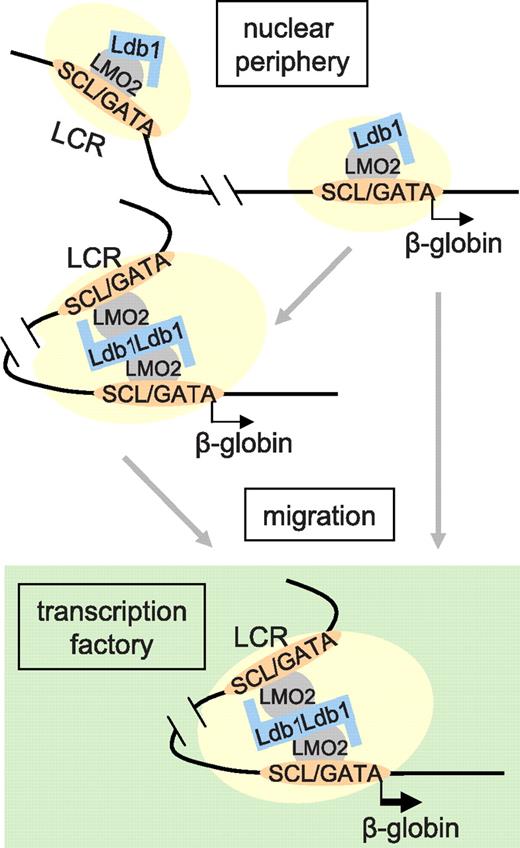 Figure 7. A model of dynamic long-range communication between the β-globin LCR and gene. Association of the Ldb1 complex (GATA-1/SCL/LMO2) and other activation components (shaded ovals), whose recruitment might be dependent on Ldb1, occupying the LCR and β-globin gene. Previous work comparing induced and uninduced MEL cells suggests that the Ldb1 complex binds first to the LCR.11 In the absence of the LCR, these components can co-occupy the β-globin gene, implying that promoter occupancy may normally occur independently; however, such occupancy is insufficient for high-level transcription. Full occupancy may be sufficient to establish LCR/β-globin proximity, before nuclear migration, via unknown mechanisms, and TF occupancy. Alternatively, the locus might migrate, again by unknown mechanisms, and establish LCR/β-globin proximity as a result of positioning within a TF. Proximity would then be stabilized by protein-protein interactions, possibly dependent on Ldb1.