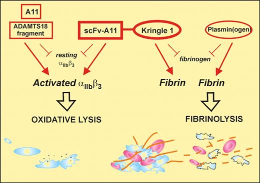 The bifunctional SLK consisting of the scFv-A11, that binds to an epitope on activated αIIbβ3 (GPIIb-IIIa) and induces platelet lysis, fused to the kringle 1 domain that recognizes fibrin (not fibrinogen). This construct can target an active thrombus (via activated αIIbβ3/polymerized fibrin) providing both dual antithrombotic activity and a unique therapeutic approach. Monovalent antibody also induces oxidative lysis via αIIbβ3, while kringle-containing plasminogen interacts directly with fibrin.