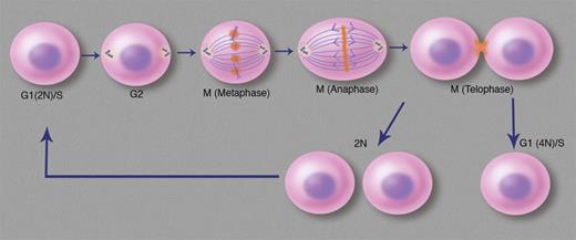 Mitotic and endomitotic cycling in early megakaryocytes. Progenitors that will become polyploid proceed through anaphase and then regress their cleavage furrows and re-enter G1 as 4N cells. Aurora B kinase is shown in orange, localized to kinetochores in metaphase, the spindle midzone in anaphase, and the midbody in telophase. Professional illustration by Marie Dauenheimer.