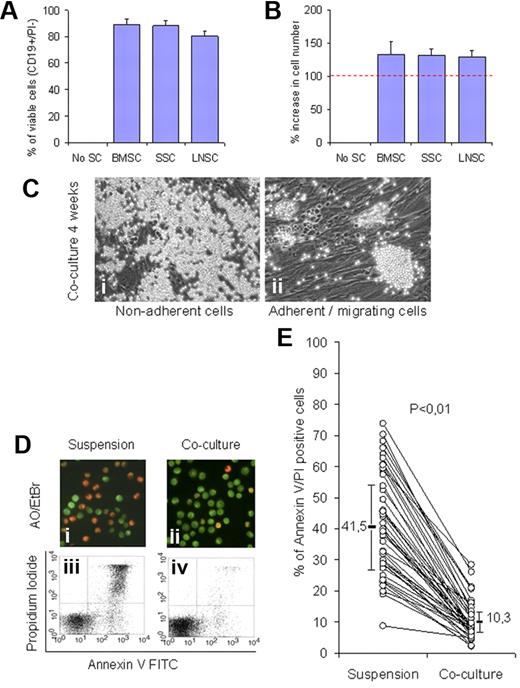 Figure 1. Stromal cells support survival of CLL cells in long- and short-term cocultures. PBMCs from 3 patients with CLL (> 94% CD19+/CD5+/CD23+) were monocyte depleted by plastic adhesion and then incubated either with BMSCs, SSCs, and LNSCs in a long-term coculture experiment (4 weeks). (A) Cell viability was consistently greater than 80% in parallel to a moderate increase in cell number (20%-30%) compared with the input cell number (B). (C) Phase contrast microscopy shows the nonadherent (i) and adherent cellular compartment including islands of closely adherent cells and cells which migrate beneath the stromal cells (ii). The supportive effect of BMSCs was validated in short-term cultures (4 days) with the use of CLL cells from 44 patients. A representative experiment is showing cell viability with AO/EtBr staining (Di-ii) where green fluorescence of the nuclei indicates viable cells, whereas nuclear red fluorescence indicates cell death and by FACS analysis (Diii-iv). The overall supportive effect of BMSCs in cocultures compared with suspension cultures as measured by FACS analysis in samples (n = 44) is shown in panel E (P < .01). FITC indicates fluorescein isothiocyanate.