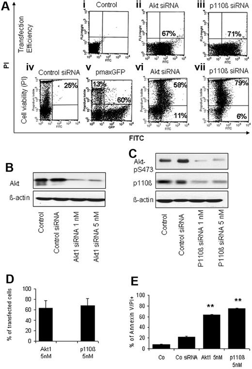 Figure 3. siRNA against p110 catalytic subunit of PI3-K and Akt1 prevents the supportive effect of BMSCs. CLL cells were transfected by Amaxa Nucleofector with the use of fluorescein isothiocyanate (FITC)–labeled siRNA against Akt1 and PI3-K p110 subunit (1 or 5nM) or with silencer negative control siRNA in electroporation buffer (control siRNA) or with pmaxGFP as a second control. Cells were incubated for 24 hours in cocultures. Transfection efficiency was estimated by FITC positivity (Aii-iii), and the effect on the viability is shown by PI/FITC positivity (a representative case, Aiv-vii). The percentages in the dotplots represent the transfection efficiency (Aii-iii), dead cells (Aiv), dead-transfected (top right; Avi-vii) and living transfected (bottom right; Av-vii). The efficiency of siRNA to knockdown Akt1, PI3-K p110, and its downstream target phospho-Akt is shown by Western blotting in (B-C). The mean ± SEM of the transfection efficiency and effect on cell viability obtained from 6 independent experiments is shown in panels D and E (control: untreated). A significant effect of the transfection on cell viability is shown in comparison to the controls (E). (**P < .01).