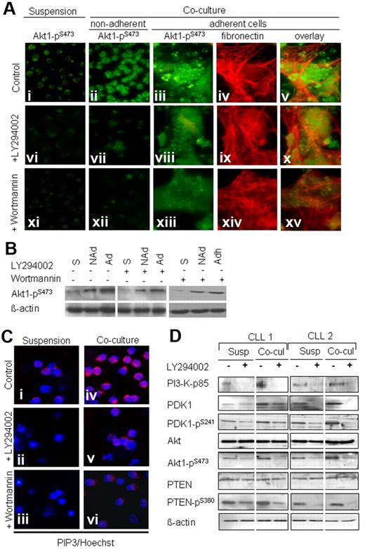 Figure 4. Stromal cells sustain the activation of PI3-K/Akt pathway. Sorted CD19+ CLL cells were incubated in suspension and in coculture for 2 days either untreated or treated with LY294002 or wortmannin. As shown in panel A, a weak staining for Akt-pS473 is observed in suspension cultures, and a further decrease occurred after exposure to LY294002 and wortmannin (Ai,vi,xi). An intense staining for Akt pSer-473 is shown in the nonadherent and adherent compartments in the coculture (ii-iii), which was diminished by exposure to the inhibitors LY294002 (vii-viii) and wortmannin (xii-xiii). Red fluorescence shows the fibronectin matrix that is produced by bone marrow fibroblasts (iv,ix,xiv). Islands of adherent CLL cells could be seen above or in close contact with BMSCs and fibronectin matrix (v). Cell adhesion was decreased after exposure to the inhibitors (x,xv). Western blotting confirmed the effect of coculture and PI3-K inhibitors on Akt phosphorylation (B; S indicates suspension; NAd, nonadherent cells; Ad, adherent cells). Panel C shows weak staining for PIP3 in CLL cells in suspension cultures (i) that was absent after LY294002 and wortmannin treatment (ii-iii). A bright fluorescence for PIP3 was seen in CLL cells from cocultures (iv) that was reduced after LY294002 and wortmannin treatment (v-vi). The pattern of expression of the main components of the PI3-K pathway (PI3-K–p85, PDK1, Akt, and PTEN) is shown in sorted (CD19+) CLL cells from 2 patients before and after exposure to LY294002 (1μM) under both culture conditions (D). As shown by Western blotting, the amounts of PI3-K p85, PDK1, pPDK1, pAkt were relatively lower in suspension cultures compared with cocultures and were further decreased after exposure to LY294002 under both culture conditions.