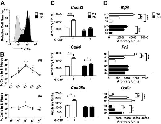 Figure 1. STAT3 regulates G-CSF–responsive proliferation of immature granulocytes and the kinetics of granulocyte maturation. (A) Immature Gr-1lo granulocytes were isolated from the bone marrow of wild-type (WT) and STAT3-deficient (KO) mice by fluorescence-activated cell sorting. Cells were labeled with CFSE, cultured in G-CSF (2.5 ng/mL) for 4 days, and analyzed by flow cytometry. Results of a representative experiment (1 of 3) are shown. (B) Gr-1lo cells were cultured in G-CSF (25 ng/mL) for the indicated times or analyzed directly after isolation (0 hour). Cells were stained with propidium iodide and analyzed by flow cytometry. The percentage of cells in S phase was determined by ModFit LT v3.0 (n = 3 for WT and KO for each condition). (C) Bone marrow Gr-1lo cells were isolated 4 hours after mice received a single dose of G-CSF (250 μg/kg; +) or BSA carrier alone (−). Gene expression was measured by quantitative PCR, with normalization to 18s RNA (n = 3 for WT and KO for each condition). (D) Gr-1lo cells were cultured in G-CSF for 2 or 4 days or analyzed directly after isolation (NT). The expression of neutrophil differentiation markers was measured at the indicated times by quantitative PCR (n = 3 for WT and KO for each condition). (B-D) Average values from 3 independent experiments are shown. Error bars represent SEM. *P < .05 compared with untreated or BSA-treated controls. **P < .01, ***P < .001 compared with control.