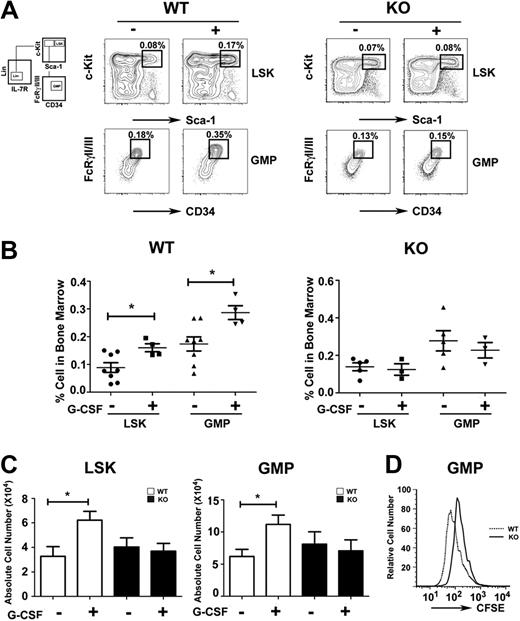 Figure 2. Role of STAT3 in hematopoietic progenitor responses to G-CSF. Wild-type (WT) and STAT3-deficient (KO) mice were injected with G-CSF (250 μg/kg; +) or BSA carrier alone (−), and bone marrow cells were collected 24 hours after treatment. (A) The proportion of LSKs and GMPs was determined by flow cytometry, as indicated. Data are representative of 3 independent experiments. (B) The frequency of LSKs (BSA, ●; G-CSF, ■) and GMPs (BSA, ▲; G-CSF, ▼) within individual mice is indicated for wild-type or STAT3-deficient animals. (C) Absolute numbers of bone marrow LSKs and GMPs in 2 femurs and 2 tibiae were determined by enumeration. (B-C) Average values from 3 independent experiments are shown. Error bars represent SEM (n = 8, WT BSA; n = 4, WT G-CSF; n = 5, KO BSA; n = 3, KO G-CSF). *P < .05 compared with BSA-treated controls. (D) GMPs from WT and STAT3-deficient mice were stained with CFSE, cultured in G-CSF for 3 days, and analyzed by flow cytometry. Data are representative of 3 independent experiments.