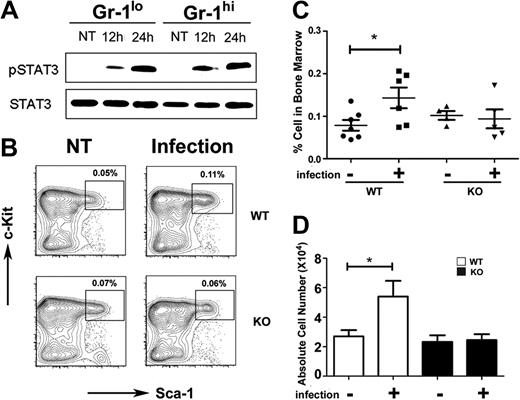 Figure 3. STAT3 controls hematopoietic progenitor responses during L monocytogenes infection. Wild-type (WT) or STAT3-deficient (KO) mice were infected with 20 000 colony-forming units of L monocytogenes by intravenous injection. (A) Immature Gr-1lo (Gr-1lo) and mature Gr-1hi (Gr-1hi) granulocytes were isolated from untreated controls (NT) or L monocytogenes–infected mice at 12 or 24 hours after infection, as indicated. Tyrosine-phosphorylated and total STAT3 was detected by immunoblotting, as shown. Data are representative of 3 independent experiments. (B) The frequency of LSKs was determined 12 hours after infection or in untreated controls (NT), as indicated. Results from a representative experiment (1 of 4) are shown. (C) LSK proportions within individual mice is indicated for untreated (−) or infected (+) WT or STAT3-deficient animals. The horizontal bar indicates average values, determined from 4 independent experiments. (D) Absolute numbers of LSKs in 2 femurs and 2 tibiae from untreated (−) or infected (+) mice were determined by enumeration (n = 7 for untreated WT; n = 6 for infected WT; n = 4 for untreated or infected KO). Average values are shown, determined from 4 independent experiments. (C-D) Error bars represent SEM. *P < .05 compared with untreated controls.