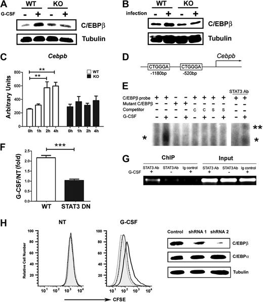 Figure 4. STAT3 directly regulates C/EBPβ expression during emergency granulopoiesis. (A-B) C/EBPβ expression was measured in Gr-1+ granulocytes isolated from wild-type (WT) and STAT3-deficient (KO) mice 6 hours after treatment with G-CSF (+) or BSA buffer (−) in vivo (A) or 24 hours after infection with L monocytogenes (+) or in untreated controls (−) (B). The dominant LAP (liver-enriched transcriptional activator protein) isoform of C/EBPβ was detected by immunoblotting. Tubulin was used as a loading control. Data are representative of 3 independent experiments. (C) Cebpb mRNA expression was measured in immature Gr-1lo granulocytes from WT or STAT3-deficient mice, after treatment with G-CSF ex vivo for 0 to 4 hours, using quantitative PCR (n = 3 for WT and KO for each condition). Average values from 3 independent experiments are shown. **P < .01 compared with control. (D) Schematic diagram of the murine Cebpb promoter, showing the location of 2 IL-6 RE II sites. (E) 32D.G-CSFR cells were stimulated with G-CSF (25 ng/mL) for 1 hour or left untreated, as indicated. Nuclear extracts were used in EMSAs with a radiolabeled oligonucleotide corresponding to the IL-6 RE II consensus sequence at position −1180 in the Cebpb promoter (C/EBPβ probe) or a mutant radiolabeled C/EBPβ oligonucleotide (mutant C/EBPβ) in the presence or absence of unlabeled competitor C/EBPβ probe (C), an unlabeled competitor oligonucleotide corresponding to the STAT3 consensus site in the murine Socs3 promoter (S), or STAT3 antibodies, as indicated. The migration positions of STAT3 dimers (*) and supershifted STAT3 complexes (**) are shown. Data are representative of 3 independent experiments. (F) 32D.G-CSFR cells were electroporated with pGL3-C/EBPβ, pTK-Renilla and pMX-STAT3 or pMX-STAT3 DN (DNA-binding mutant). After 24 hours, cells were treated with or without G-CSF for 2 hours and assayed for luciferase activity. The ratio of firefly:renilla relative light units (RLU) from G-CSF–treated and unstimulated cells (NT) was averaged from 3 independent experiments. Error bars represent SEM. (G) 32D.G-CSFR cells were treated as indicated in panel E. ChIPs were performed with STAT3 antibodies (STAT3 Ab) or an irrelevant IgG (Ig). PCR reactions were performed with primers specific for the murine Cebpb promoter on total cell lysates (input) or immunoprecipitated samples, as indicated. Data are representative of 3 independent experiments. (H) Wild-type Gr-1lo cells were infected with lentiviral shRNA vectors (control vector, gray shading; shRNA 1, dotted line; shRNA 2, black line), stained with CFSE, analyzed immediately (NT) by flow cytometry or cultured in G-CSF for 4 days (G-CSF), and evaluated by flow cytometry. Expression of C/EBPβ, C/EBPα, and tubulin was determined by immunoblotting. Data are representative of 3 independent experiments.