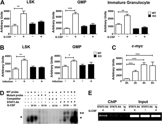 Figure 5. STAT3 controls c-myc expression during emergency granulopoiesis. (A) Wild-type (WT) or STAT3-deficient (KO) mice were treated with G-CSF or BSA as indicated in Figure 1. c-myc mRNA expression was determined in bone marrow LSK and GMP subsets isolated 24 hours after treatment or in immature Gr-1lo granulocytes at 4 hours after treatment, by quantitative PCR (n = 3 for WT and KO for each condition). (B) WT or STAT3-deficient mice were infected with L monocytogenes or left untreated. c-myc expression was analyzed in LSKs and GMPs purified 12 hours after infection, using quantitative PCR (n = 3 for WT and KO for each condition). (A-B) Average values from 3 independent experiments are shown. *P < .05, **P < .01, ***P < .001 compared with control. (C) 32D.G-CSFR cells were treated 0 to 6 hours with G-CSF; c-myc RNA was measured by quantitative PCR. Average values from 3 independent experiments are shown. ***P < .001 compared with control. (D) Nuclear extracts were generated from untreated (−) or G-CSF–treated (+) 32D.G-CSFR cells at the indicated times and used in EMSAs with a radiolabeled oligonucleotide corresponding to a putative STAT3 consensus site in the c-myc promoter (WT), a mutated radiolabeled c-myc promoter oligonucleotide (mutant), or a radiolabeled oligonucleotide corresponding to the STAT3 binding site in the murine Socs3 promoter (S). EMSAs were performed in the presence or absence of STAT3 antibodies or competitor WT oligonucleotides, as indicated. The migration positions of STAT3 dimers (*) and supershifted STAT3 complexes (**) are shown. Data are representative of 3 independent experiments. (E) 32D.G-CSFR cells were treated as indicated in Figure 4E. ChIPs were performed with STAT3 antibodies (STAT3) or an irrelevant IgG (Ig), as indicated, followed by PCR with primers specific for the murine c-myc promoter. Control PCR reactions were performed on total lysate (input). Data are representative of 3 independent experiments.
