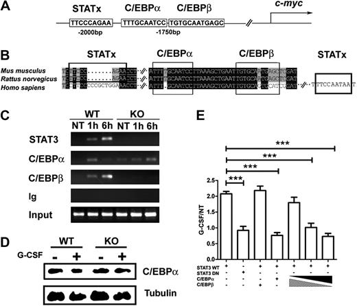 Figure 6. STAT3 modulates C/EBPα and C/EBPβ recruitment to the c-myc promoter in response to G-CSF. (A) A schematic diagram shows the location of putative STAT3, C/EBPα, and C/EBPβ binding sites in the murine c-myc promoter. (B) Sequence alignment of the murine, rat, and human c-myc promoter regions encompassing the putative STAT3, C/EBPα, and C/EBPβ binding sites. (C) Bone marrow cells from wild-type (WT) or STAT3-deficient (KO) mice were treated with G-CSF (25 ng/mL) for 1 hour or 6 hours, as indicated. ChIPs were performed with antibodies to STAT3, C/EBPβ, C/EBPα, or an irrelevant IgG (Ig). PCR reactions were performed with primers specific for the murine c-myc promoter region encompassing the putative STAT3, C/EBPα, and C/EBPβ binding sites, using immunoprecipitation or input samples, as indicated. Data are representative of 2 independent experiments. (D) Wild-type (WT) or STAT3-deficient (KO) mice were treated with G-CSF or BSA buffer in vivo. C/EBPα expression was determined in bone marrow Gr-1+ granulocytes at 6 hours after treatment by immunoblotting (n = 3 for WT and KO for each condition). Data are representative of 3 independent experiments. (E) 32D.G-CSFR cells were electroporated with pGL3-myc, pTK-Renilla, pMX-STAT3, and pMX-STAT3 DN as indicated. pRV-C/EBPβ or pRV-C/EBPα were included individually in some samples or in a 9:1, 1:1, or 1:9 ratio, as illustrated. Cells were treated with or without G-CSF for 2 hours and assayed for luciferase activity. Relative luciferase unit induction in G-CSF–treated vs unstimulated (NT) cells was averaged from 3 independent experiments. Error bars represent SEM.
