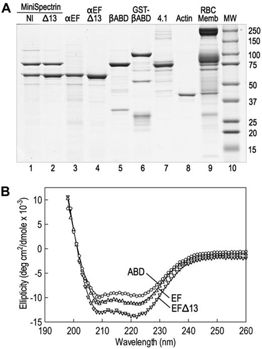Figure 1. Native and recombinant proteins used in this study. (A) Coomassie blue-stained Laemmli SDS-PAGE. The assembled and purified minispectrins are in lanes 1 and 2. (B) CD spectra of the recombinant α18-21EF (EF), α18-21EFΔ13 (EFΔ13), and β1-4ABD peptides. The spectra display the troughs at 208 nm and 222 nm characteristic of α-helical peptides, indicating that the recombinant proteins are folded. Structure estimation predicts approximately 75% α-helix for the βABD1-4 peptide, approximately 80% for α18-21EF, and approximately 85% for α18-21EFΔ13. However, the latter estimate is rough because the error in the estimate is high. Very little β-structure (< 2%) is predicted. The data approximate what would be expected from the known structures of the highly α-helical spectrin repeats and EF hands that constitute most of the α18-21EF peptide and the spectrin repeats and CH domains that make up much of the βABD1-4 peptide. The fact that the mutant peptide α18-21EFΔ13 appears to be even more helical than α18-21EF suggests that the C-terminal 13 amino acid deletion substantially alters the structure of the EF domain.
