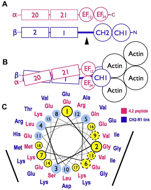 Figure 7. Models of spectrin-actin interactions based on the structure of α-actinin. (A) Hypothetical models, drawn roughly proportional to size, of α-spectrin (red) and β-spectrin (blue) chains near the tail end of the molecule. EF34 extends to the C-terminus of α-spectrin and is partially deleted in the sph mutation. The black arrowhead marks the segment between the CH2 domain and the first β-spectrin repeat (CH2-R1). (B) Model of the interaction of α- and β-spectrin deduced from the structure of skeletal muscle α-actinin.25 The view is from above, looking down on the membrane skeleton, with the actin filament lying parallel to the lipid bilayer. Note that in this structure the EF domains are turned 90 degrees relative to the CH domains and do not contact the actin filament. They lie near the linker separating the CH domains and the long CH2-R1 linker. The orientation of the CH domains varies from an open to closed conformation (here shown closed) in different actin-binding proteins, but the EF domain is always in contact with the CH domains and not the actin. (C) Helical wheel illustrating the similarity between the spectrin-binding peptide in protein 4.2 (red sequence),33 which binds to the EF domain of α-spectrin,19 and the CH2-R1 linker region in β-spectrin (blue sequence). Both peptides are predicted to form an α-helix. Solid black circles and dashed circles around yellow amino acid positions represent identical and conserved residues, respectively. The black bars represent 2 faces of the putative helices that are notably similar. We postulate that the CH2-R1 linker region of β-spectrin also binds to the EF hands, probably in the groove of EF34, and that this interaction regulates the protein 4.1R and/or actin binding of the adjacent CH domains.