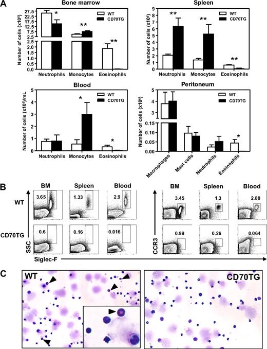 Figure 1. CD70TG mice lack eosinophils and have increased numbers of neutrophils and monocytes. (A) Absolute numbers of neutrophils (CD11b+, Gr1+, CD115−, F4/80−), monocytes (CD11b+, CD115+, F4/80+), and eosinophils (SSChi, Siglec-F+) in bone marrow (2 femurs and 2 tibiae), spleen, and blood and of macrophages (CD11b+, F4/80+, Gr1−), mast cells (c-Kit+, FcϵR1+), neutrophils, and eosinophils in the peritoneum. (B) The presence of eosinophils was determined by analyzing expression of Siglec-F on SSChi and on CCR3+ cells (percentages are shown). (C) May-Grünwald-Giemsa staining of bone marrow smears from WT and CD70TG mice. ▴ indicates eosinophils. Images were taken using an Olympus BX51 microscope (10×/0.3 NA objective) equipped with a mounted Olympus DP70 digital camera and ACDSee 5.0 software for image acquisition. Data are mean ± SD for 3 individual mice per group. Results are representative of 3 independent experiments. *P < .05; **P < .01.