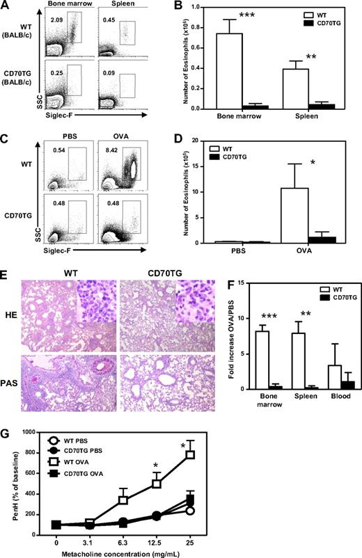 Figure 2. CD70 mice fail to produce eosinophils during experimental asthma and lack airway hyperresponsiveness. (A) Representative plots of Siglec-F staining on bone marrow and spleens of WT BALB/c and CD70TG BALB/c mice showing eosinophils as SSChiSiglec-F+ cells (percentages of eosinophils of all cells are shown) and (B) absolute numbers of eosinophils in the bone marrow and spleens of these mice. (C) WT BALB/c and CD70TG BALC/c mice were sensitized and challenged with OVA or treated with PBS as control. Contour plots display Siglec-F expression on eosinophils in the lung gated on CD4− cells (percentages are shown) from PBS- and OVA-treated WT and CD70TG mice. (D) Absolute numbers of eosinophils in the lung were calculated. (E) Representative hematoxylin and eosin and periodic acid–Schiff staining on tissue slides of lungs from OVA-treated WT and CD70TG mice. Images were taken using an Olympus BX51 microscope (4×/0.3 NA objective) equipped with a mounted Olympus DP70 digital camera and ACDSee 5.0 software for image acquisition. (F) Eosinophil numbers in PBS- and OVA-treated mice from both groups were determined in bone marrow, spleen, and blood. Fold increase in eosinophil numbers compared with PBS-treated mice is shown. (G) Airway hyperresponsiveness to increasing concentrations of metacholine was measured in PBS- and OVA-treated WT and CD70TG mice. Data are from 5 mice per group for OVA-treated animals and 3 mice per group for PBS-treated animals. An identical experiment with comparable results was performed in WT and CD70TG mice on C57BL/6 background. Data are mean ± SD. *P < .05; **P < .01; ***P < .001. (D) *Difference between OVA-treated WT and CD70TG mice.