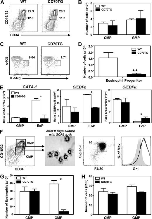 Figure 3. CD70TG mice lack EoPs and CD70TG GMPs are unable to generate eosinophils. (A) Representative contour plot of staining for CMPs (CD16/32intCD34+) and GMPs (CD16/32hiCD34+) within the Lin−c-Kit+ compartment in bone marrow of WT and CD70TG mice (percentages are shown). (B) Absolute numbers of CMPs and GMPs present in 2 femurs and 2 tibiae per mouse. (C) Representative contour plot of staining for EoPs (c-KitlowIL-5Rα+) within the Lineage−CD34+CD16/32hi compartment of WT and CD70TG mice (percentages are shown). (D) Absolute numbers of EoPs. (E) Amount of mRNA of GATA1, C/EBPϵ, and C/EBPα relative to 18S in GMPs and EoPs from WT and CD70TG mice. (F) When CMPs or GMPs (left) are sorted and cultured for 9 days with SCF and IL-5, they develop into a near homogeneous population of eosinophils, as determined by May-Grunwald Giemsa staining on cytospins (middle) and flow cytometric analysis for expression of Siglec-F, F4/80, and Gr1 (right). Filled histogram shows fluorescence-minus-one control staining. (G) Absolute number of eosinophils derived from 1.0 × 104 CMPs or GMPs from WT and CD70TG mice cultured for 9 days with SCF and IL-5. (H) Absolute number of cells derived from 2.5 × 103 CMPs or GMPs from WT and CD70TG mice cultured for 9 days with SCF, IL-5, and GM-CSF. Data are mean ± SD for 3 individual mice per group (B,D) and for 2 or 3 mice (E). (G-H) Data are mean ± SD for 2 cultures per condition. (B,D,G) Data are representative of 3 independent experiments. (H) Data are representative of 2 independent experiments. *P < .05; **P < .01.
