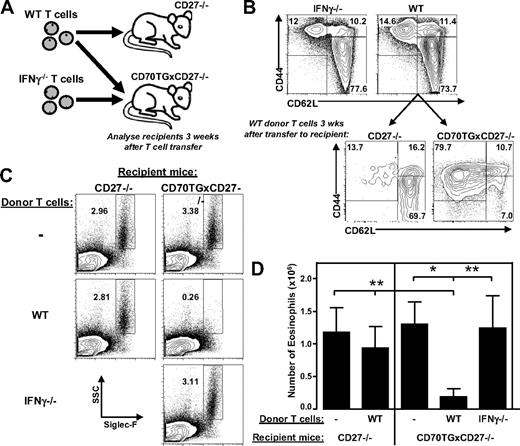 Figure 6. T cell-derived IFN-γ is sufficient to block differentiation of eosinophils. (A) Schematic overview of the experiment. (B) Distribution of subsets of donor T cells derived from WT (CD45.1+) and IFN-γ−/− mice (upper panel) and phenotype of transferred CD45.1+ WT T cells in the bone marrow of CD27−/− and CD70TGxCD27−/− host mice (lower panel; gated on CD45.1+ cells). CD44+CD62L− indicates effector memory; CD44+CD62L+, central memory; and CD44−CD62L+, naive. (C) Representative plots of Siglec-F staining of bone marrow of CD27−/− and CD70TGxCD27−/− host mice injected with PBS, WT, or IFN-γ−/− T cells (9 × 106 cells/mouse) showing eosinophils as SSChiSiglec-F+ cells (percentages are shown). (D) Absolute numbers of eosinophils in bone marrow (one femur and one tibia) of host mice after injection with PBS or WT or IFN-γ−/− T cells. (B-C) Data are representative of 3 mice per group are representative of 2 independent experiments. (D) Data are representative of 5 individual mice per group and are representative of 2 independent experiments. Data are mean ± SD. *P < .05; **P < .01.