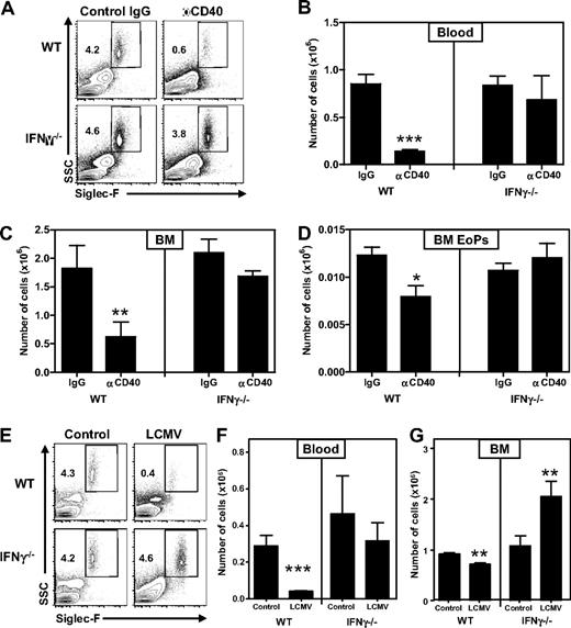 Figure 7. IFN-γ produced on immune activation in WT mice suppresses eosinophil development. (A) Representative plots of Siglec-F staining on blood of WT and IFN-γ−/− mice, showing eosinophils as SSChiSiglec-F+ cells (percentages are shown) 4 days after the first injection of αCD40 or control IgG. Numbers of eosinophils in (B) blood and (C) bone marrow (total from 2 femurs and 2 tibiae). (D) Numbers of EoPs in the bone marrow of these mice. (E) Representative plots of Siglec-F staining on blood of WT and IFN-γ−/− mice showing eosinophils as SSChiSiglec-F+ cells (percentages are shown) 8 days after infection with LCMV-Armstrong. Numbers of eosinophils in (F) blood and (G) bone marrow (total from one femur and one tibia). (A-D) Data are from 5 mice per group. (E-G) Data are from 5 or 6 mice per infected group and 3 or 4 mice per control group. Both experiments have been performed twice with comparable outcome. Data are mean ± SEM. *P < .05; **P < .01; ***P < .001.