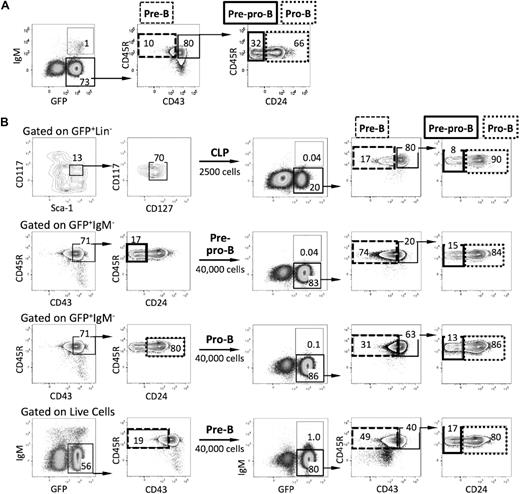 Figure 3. B-ALL blasts exhibit phenotypic infidelity. (A) FACS profiles of leukemic cells in the spleen of recipients of BCR-ABL/GFP–transduced pro-B cells. Leukemic GFP+ cells included pro-B cells, pre-B cells, sIgM+ B cells, and more immature pre/pro-B cells (CD45R+CD43+CD24−IgM−). (B) CLPs were isolated from the bone marrow of wild-type mice (n = 4), transduced with BCR-ABL/GFP, and transplanted into Rag1−/− recipients. Four weeks after the primary transplant, total splenocytes and leukemic GFP+ cells with a CLP, pre/pro-B-, pro-B-, and pre-B-cell phenotype were isolated from diseased primary recipients (n = 2) and each population was transplanted into 4 secondary Rag1−/− recipients, respectively. All secondary recipients developed B-ALL by day 19 after transplantation. Note that leukemic cells in recipients of GFP+ pro-B and pre-B cells had phenotypes characteristic of more immature stages of B-cell development.