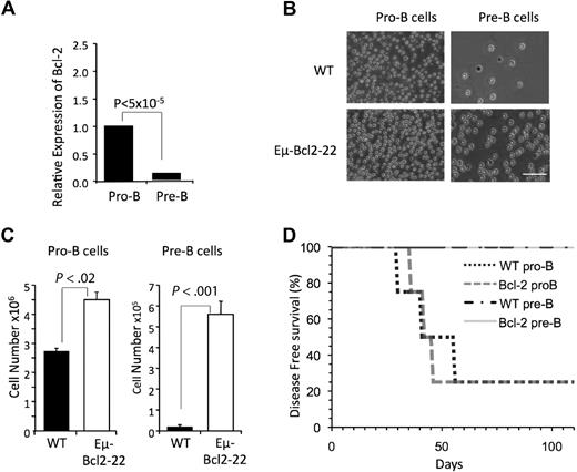 Figure 4. Bcl-2 expressing pre-B cells do not generate B-ALL. (A) Expression of Bcl-2 relative to β-Actin was assessed by qPCR in pro-B and pre-B cells isolated from the bone marrow of wild-type mice (n = 4). Reactions for each population were run 4 times. (B). Pro-B and pre-B cells were isolated from the bone marrow of wild-type or Eμ-Bcl2-22 transgenic mice and 25 000 cells were seeded in duplicate in wells of 6-well culture plates. Photomicrographs of cells after 10 days in culture are shown (bar represents 50 μm). (C) Total number of cells per well from cultures shown in panel B. (D) Pro-B cells, but not pre-B cells, from wild-type and Eμ-Bcl2-22 mice generated B-ALL. Cells were manipulated as described in Figure 1A. The indicated populations were sorted from pools of bone marrow from 4 wild-type and 4 Eμ-Bcl2-22 mice, respectively. Each cell population was transduced as described in supplemental Figure 2 and injected into 4 recipient mice.