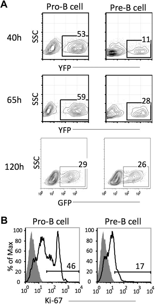 Figure 5. Pre-B cells can be retrovirally transduced. (A) Pro-B and pre-B cells were isolated from the bone marrow of wild-type mice, transduced with a GFP– containing retroviral vector, and placed in culture. GFP expression was assessed in cell aliquots harvested at 40, 65, and, in an independent experiment, 120 hours later. Cultures were initiated with 1.0 to 1.5 × 105 pro-B or pre-B cells. (B) Ki-67 labeling of pro-B and pre-B cells. Ki-67 expression was measured in these populations after 18 hours culture in vitro.