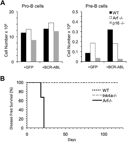Figure 6. Pre-B cells from Arf−/− but not Ink4a−/− mice can initiate B-ALL. (A) Pro-B and pre-B cells from wild-type (4), Arf−/− (n = 2), and Ink4a−/− (n = 2) mice were purified, transduced with retroviral vectors containing GFP only or BCR-ABL/GFP and 2.0 × 104 cells were seeded in a single well in culture. The number of cells harvested 7 days later is indicated. (B) Pre-B cells were isolated from the bone marrow of wild-type (n = 2), Ink4a−/− (n = 2), or Arf−/− (n = 2) mice, transduced with BCR-AB/GFPL, and 80 000 cells were transplanted into 3 Rag1−/− recipients per group. All recipients of the Arf−/− pre-B cells developed B-lineage leukemia by day 22 posttransplantation, whereas wild-type or Ink4a−/− pre-B cells showed no signs of disease.
