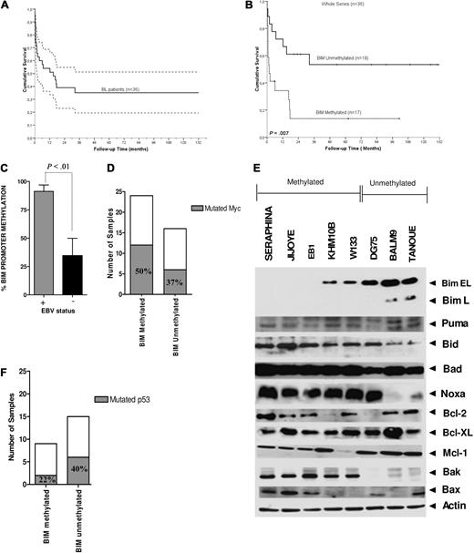 Figure 2. Correlation of BIM epigenetic silencing with clinical outcome and with biologic features in BL. Kaplan-Meier curves for OS for (A) 36 patients with BL included in the study and (B) BL patients with methylated and unmethylated BIM, where BIM promoter hypermethylation was correlated with inferior CR rate (P = .002) and shorter survival duration (P = .007). (C) By MSP analysis, BIM hypermethylation was observed in 8 EBV+ BL cell lines and in 6 of 9 (66%) EBV-BL cell lines. By quantitative MSP analysis, measurement of BIM promoter hypermethylation according to EBV infection revealed higher hypermethylation levels in EBV+ lymphomas compared with EBV− tumors (P < .01). (D) Correlation of box I MYC mutations in BL primary samples and cell lines with and without hypermethylation of BIM: mutations at box I from amino acid positions 57 to 60 (including Pro-57 and Thr-58 sites) were more frequent in BL cell lines and primary samples with BIM hypermethylation than in nonmethylated tumors (12 of 24 cases, 50% vs 6 of 16 cases, 37.5%; P = .19). (E) Western blot analysis of BCL2 family proteins in BL cell lines, classified in methylated and unmethylated BIM subgroups. β-Actin served as loading control. (F) Sequencing of P53 gene identified a lower number of mutations in patient samples with hypermethylated BIM with respect to unmethylated samples. Because almost all BL cell lines carried the P53 mutations, this analysis was restricted to primary tumors.