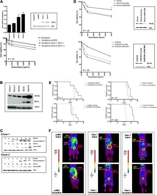 Figure 3. Correlation of BIM expression levels with chemotherapy-induced apoptosis. (A) Seraphina cells were retrovirally transfected with p-MIRG-BIM and p-MIRG (empty vector). Single-cell clones were isolated from the BIM-expressing cell pools. Using quantitative RT-PCR and Western blot analyses, clones 1 and 2 showed intermediate and high BIM expression, respectively, with respect to the parental cell line. Seraphina clones 1 and 2 were incubated with individual chemotherapeutic agents, showing increased sensitivity to doxorubicin with respect to control cells, but not to other compounds tested (supplemental Figure 4). (B) Relative BIM expression of Seraphina clones 1 and 2 and other BL cell lines. (C) Chemotherapy treatment of clones 1 and 2 cells activated the intrinsic apoptotic pathway, through cleavage of caspase 9 and expression of PARP proteins, as determined by Western blot analysis. (D) Silencing of BIM by RNA interference in Ramos and KHM10B cell lines was correlated with an increase in the resistance profile to doxorubicin with respect to parental cell line and control (cells transfected with a scramble vector). (E) Kaplan-Meier survival curves of RAG2−/−γc−/− mice transplanted with wild-type and genetically manipulated Seraphina cells, which received chemotherapy or vehicle after tumor inoculation. Mice injected with Seraphina-transfected clones 1 and 2 cells but not Seraphina wild-type or cells transfected with the empty vector presented a statistically significant prolonged OS after treatment with doxorubicin compared with vehicle-treated recipients. (F) Follow-up studies of tumor metabolic activity by micro-PET performed 2 weeks after initiation of therapy revealed a better response after treatment in Seraphina clone 1 recipients than in clone 2 transplanted mice, whereas no response was observed in control mice carrying BL cells transfected with empty p-MIRG or parental wild-type cells.