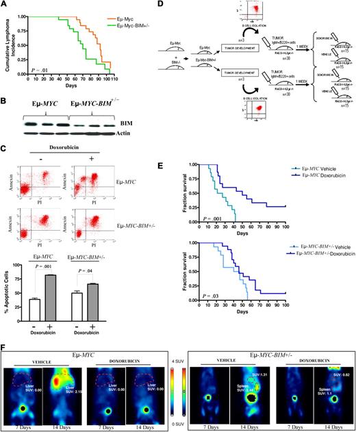 Figure 4. Lymphoma characterization, B-cell isolation, and therapy of double Eμ-Myc- and BIM-deficient transgenic mice. (A) Kaplan-Meier survival curves for Eμ-MYC and Eμ-Myc-BIM+/− mice. (B) Determination of BIM protein expression levels in B220+IgM+ mature Eμ-MYC and Eμ-Myc-BIM+/− lymphomas by Western blot analysis. (C) Mature B220+IgM+ tumor lymphocytes isolated from Eμ-MYC and Eμ-Myc-BIM+/− mice were BCR-activated with anti-IgM and treated with doxorubicin. Eμ-Myc B220+IgM+ lymphoma cells showed decreased survival and higher apoptotic levels than Eμ-Myc-BIM+/− B220+IgM+ lymphoma cells, according to annexin V/fluorescein isothiocyanate staining. (D) Representative diagram of the experimental therapeutic design to test whether Eμ-MYC lymphoma cells were more sensitive than Eμ-MYC-BIM+/− lymphoma cells to doxorubicin treatment in vivo. (E) Kaplan-Meier survival curves for mice transplanted with mature B-cell Eμ-Myc and Eμ-Myc-BIM+/− lymphoma cells treated with doxorubicin versus vehicle. Compared with DMSO-treated mouse recipients, mice carrying Eμ-Myc lymphomas presented longer survival after therapy than those with Eμ-Myc-BIM+/− lymphomas. (F) Micro-PET studies showed a significant reduction in the glycolytic tumor activity in Eμ-Myc lymphoma recipients compared with mice with Eμ-Myc-BIM+/− lymphomas. PET studies were performed at day 7 (just before initiation of therapy) and at day 14 (1 week after therapy).