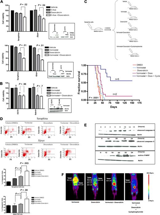 Figure 5. Resistance to doxorubicin is reversible on treatment with HDACis in human BL-xenografted mice. (A) Treatment of BL cells with 5-Aza or vorinostat resulted in BIM reexpression (Figure 1E). Subsequent incubation of these cells with doxorubicin led to a higher decrease in cell viability in Seraphina and Jijoye cells treated with vorinostat versus 5-Aza therapy. (B) Treatment of the BL unmethylated cell lines Balm9 and DG75 with vorinostat did not increase BIM expression. In addition, no differences in cell viability were observed between doxorubicin and doxorubicin plus vorinostat therapies in these cells. (C) Experimental design and Kaplan-Meier survival curves for 5 mouse cohorts transplanted with Seraphina cells with BIM hypermethylation and treated with vehicle (DMSO), low-dose vorinostat, doxorubicin, low-dose vorinostat plus doxorubicin, and low-dose vorinostat plus doxorubicin and cyclophosphamide. Those receiving the combination of low-dose vorinostat plus doxorubicin and cyclophosphamide resulted in the longest OS compared with the other subgroups. (D) An increase in the apoptotic rates was observed on treatment with vorinostat and doxorubicin in Seraphina and Jijoye cells compared with other in vitro treatments, as determined by annexin V/propidium iodide staining. (E) Representative study of the induction of apoptosis in Seraphina cells after treatment with vorinostat plus doxorubicin, as shown by caspase 3 and 9 activation and increased PARP expression. (F) Micro-PET studies showed that mice treated with vorinostat plus doxorubicin and with vorinostat plus doxorubicin and cyclophosphamide presented a significant decrease in tumor activity compared with mice treated with single vorinostat or doxorubicin, which was correlated with prolonged survival. Images were taken 2 weeks after treatment with the corresponding compound.