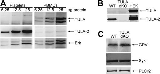 Figure 1. Expression of TULA family members in human and murine platelets and expression of GPVI signaling proteins in murine platelets. (A) Increasing amounts of human platelet and PBMC protein were blotted and probed for TULA family members or the loading control Erk. (B) TULA family protein expression is compared in wild-type and TULA-dKO murine platelets with HEK293T cells overexpressing each member as a positive control. (C) Relative expression of GPVI, Syk, and PLC-γ2 is compared between wild-type and TULA-dKO murine platelets.