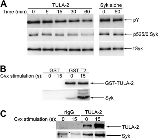 Figure 2. TULA-2 dephosphorylation of Syk and association with Syk. (A) Active TULA-2 was purified from Sf9 cells, incubated with phosphorylated Syk for the indicated times, analyzed by Western blotting, and probed for phosphotyrosine, pY525/6 Syk, and total Syk. (B) NP-40 lysed lysates from convulxin-treated and untreated human platelets were precleared and incubated with GST-TULA-2 (H380A) or GST. Pulldowns were analyzed by Western blotting and probed for Syk and TULA-2. (C) NP-40 with 0.1% SDS-lysed lysates from convulxin-treated and untreated human platelets were precleared and incubated with rabbit IgG or anti–TULA-2 antibody. Immunoprecipitates were analyzed by Western blotting and probed for Syk and TULA-2. All blots are representative of 3 experiments.