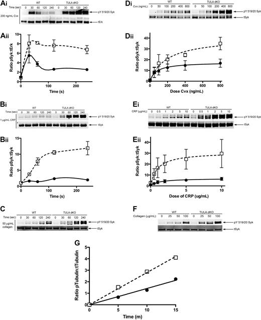 Figure 3. Syk phosphorylation in wild-type and TULA-dKO murine platelets. (Ai) Isolated wild-type and TULA-dKO platelets were stimulated with 200 ng/mL convulxin for 0, 30, 60 120, and 240 seconds, the protein precipitated, and pY519/20 Syk and total Erk were probed. (Aii) Mean relative Syk phosphorylation of 3 experiments for covulxin in wild-type (■) and TULA-dKO (□) platelets was plotted against time and a 2-way analysis of variance performed (P < .001, WT vs dKO). (Bi) Same as subpanel Ai, except that platelets were stimulated with 1 μg/mL CRP and total Syk was used as a loading control. (Bii) Same as subpanel Aii, except that CRP was used as agonist (P < .001, WT vs dKO). (Ci) Same as subpanel Bi, except that platelets were stimulated with 50 μg/mL collagen. (Di) Isolated wild-type and TULA-dKO platelets were stimulated for 2 minutes with 50, 100, 200, 400, or 800 ng/mL convulxin, processed for Western blotting, and probed for pY519/20 Syk and total Syk. (Dii) Same as subpanel Aii, except that Syk phosphorylation was plotted as a function of convulxin and curves were fitted using a nonlinear regression (P < .001, WT vs dKO). (Ei) Same as subpanel Di, except that platelets were stimulated with 0.5, 1, 2, 5, or 10 μg/mL CRP. (Eii) Same as subpanel Dii, except that CRP was used as agonist (P < .001, WT vs dKO). (F) Same as subpanel Di, except that platelets were stimulated for 1 minute with 25, 50, or 100 μg/mL collagen. (G) Isolated wild-type and TULA dKO platelets were left untreated or treated with 200 ng/mL convulxin for 4 minutes. Kinase activity of the resulting immunoprecipitates was then measured and plotted as function of time. Shown is a representative plot from 5 independent experiments.