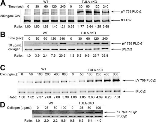 Figure 4. PLC-γ2 phosphorylation in wild-type and TULA-dKO murine platelets. (A) Isolated wild-type and TULA-dKO platelets were stimulated with 200 ng/mL convulxin for 0, 30, 60, 120, and 240 seconds, the protein precipitated, analyzed by Western blotting, and pY759 PLC-γ2 and total PLC-γ2 probed. (B) Same as panel A, except that platelets were stimulated with 50 μg/mL collagen. (C) Isolated wild-type and TULA-dKO platelets were stimulated for 2 minutes with 50, 100, 200, 400, or 800 ng/mL convulxin, processed for Western blotting, and probed for pY759 PLC-γ2 and total PLC-γ2 probed. (D) Same as panel C, except that platelets were stimulated with 25, 50, or 100 μg/mL collagen. Ratios were derived by dividing pY759 PLC-γ2 band quantitation by total PLC-γ2 band quantitation. Convulxin blots are representative of 3 experiments.