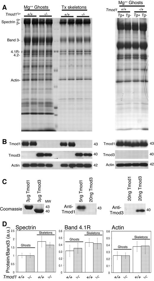 Figure 1. Tmod3 is associated with RBC membranes (Mg++ ghosts) and Triton-insoluble membrane skeletons from Tmod1-null mice. (A) Coomassie blue–stained sodium dodecylsulfate–polyacrylamide gel electrophoresis (SDS-PAGE) of ghosts and Triton-insoluble membrane skeletons showing no alterations in major membrane proteins in the absence of Tmod1. (B) Western blots showing Tmod3 in ghosts from Tmod1-null (Tmod1−/−Tg+) but not wild-type (Tmod1+/+Tg+ and Tmod1+/+) or heterozygous (Tmod1−/+Tg+ and Tmod1−/+) mice. Levels of Tmod1 in ghosts from wild-type and heterozygous mice are similar regardless of the presence of the α-MHC-Tmod1 transgene (Tg+). Each lane in panels A and B is from a different individual animal. Equivalent ghost volumes were loaded to compare relative amounts of proteins. (C) Coomassie blue–stained gels and Western blots showing antibody specificities for Tmod1 or Tmod3. (D) Ratios of spectrin, band 4.1R, and actin to band 3 determined by densitometry from Coomassie blue–stained gels as in panel A. Data from wild-type and heterozygous animals were pooled (+/+) becauseTmod1 levels are the same in both genotypes (n = 9 for ghosts; n = 6 for skeletons). For Tmod1-nulls (−/−), n = 7 for ghosts; n = 6 for skeletons. Differences between +/+ and −/− datasets were not significantly different.