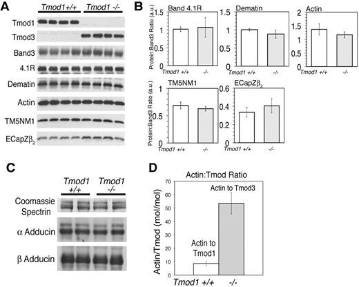 Figure 2. Tmod3 levels in Tmod1-null ghosts are one-fifth that of Tmod1 in ghosts from wild-type mice, but levels of actin, TM, and other actin-binding proteins are unchanged. (A) Western blots of Tmod1, Tmod3, band 3, 4.1R, dematin, actin, TM5NM1, and EcapZβ2 in Mg++ ghosts from wild-type and Tmod1-null mice. Each lane is from a different individual animal. (B) Ratios of proteins to band 3 determined by densitometry from Western blots in panel A, showing no significant differences between wild-type and Tmod1-null samples (4.1R, P < .8; dematin, actin, TM5NM1, and EcapZβ2, P < .2). (C) Western blots of α- and β-adducin in Mg++ ghosts from 2 wild-type and 2 Tmod1-null mice, using Coomassie blue staining for spectrin from a duplicate gel as a loading control. Adducin levels are unaffected by the absence of Tmod1. (D) Molar ratio of actin/Tmod1 in wild-type ghosts and actin/Tmod3 in Tmod1-null ghosts. Nanograms of actin and Tmod1 or Tmod3 were quantified per microliter of ghosts by Western blotting according to standard curves for each purified protein, as shown in supplemental Figure 1.