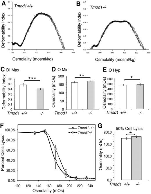 Figure 6. Osmotic deformability and fragility curves for RBCs from Tmod1-null mice are consistent with mild spherocytic elliptocytosis. (A) Representative osmotic deformability curves measured by ektacytometry for RBCs from Tmod1+/+Tg+ mice and (B) from Tmod1−/−Tg+ mice, showing decreased deformability with a double-humped peak characteristic of elliptocytosis.43 (C) The maximum deformability, DImax, a direct measure of the ability of the cells to deform under isotonic conditions, is reduced approximately 17% for Tmod1-null RBCs, from 0.481 to 0.402. (D) The osmolality at which cells are least deformable under hypotonic conditions, Omin, is a measure of the surface area-to-volume ratio and corresponds to the osmolality at which 50% of cells lyse in a standard osmotic fragility test; Omin is increased in Tmod1-null RBCs. (E) The osmolality at which cells exhibit half-maximal deformability under hypertonic conditions is affected by both mechanical properties of the membrane and hemoglobin concentration.29 The slight increase for Tmod1-null RBCs, with an increase in mean corpuscular Hbg concentration (Table 1) is consistent with modestly weakened mechanical properties of the membrane. (F) The osmotic fragility curve shows a small rightward shift for Tmod1-null RBCs, confirming the shift in Omin. (G) The osmolality at which 50% of RBCs are lysed is increased significantly for Tmod1-null RBCs. Nine (A-E) and 6 (F-G) mice of each genotype (Tmod1+/+Tg+ and Tmod1−/−Tg+). ***P < .001; **P < .01; *P < .05.