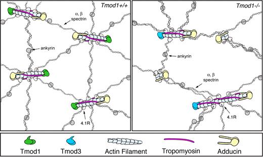 Figure 7. Hypothetical mechanism explaining how actin filament length changes can lead to rearrangements of the spectrin-actin lattice in the absence of Tmod1. (Top left) Model depicting the short actin filaments in expanded views of the spectrin-actin lattice of wild-type RBCs. The actin filaments are all the same length (16 subunits long), capped by Tmod1 at their pointed ends, α/β-adducin at their barbed ends, and with 2 TMs (TM5NM1 and TM5b) bound along their sides. On average, 6 spectrin-4.1R complexes are attached to each filament, creating the hexagonal lattice structure. (For simplicity, dematin is not included). (Top right) Hypothetical model depicting actin filament length redistributions in the absence of Tmod1. Substitution of Tmod3 for Tmod1 results in some filaments with normal lengths as in wild type, but insufficient levels of Tmod3 result in some uncapped filaments that either depolymerize or elongate, resulting in shorter or longer actin filaments. These shorter or longer filaments might have variable numbers of spectrin-4.1R attachments, resulting in irregular network organization and a more open lattice with larger pore sizes (Figure 4A-B). RBC TMs span along 6 actin filament subunits, requiring that actin filaments must be at least 12 subunits long for TM binding. Thus, TMs will dissociate from depolymerizing RBC filaments and associate with elongating filaments. TMs can be stabilized on longer actin filaments by virtue of TM head-to-tail self-association20 and TM-actin capping by Tmod3,12 accounting for no net changes in TMs in the absence of Tmod1.