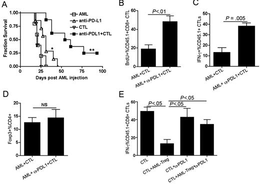 Figure 5. Anti–PD-L1 mAb treatment enhanced the resistance of adoptively transferred anti-AML CTLs to Treg-induced suppression, resulting in increased long-term survival. B6 mice (10 mice/group) were injected with 106 C1498FFDsR cells followed by anti–PD-L1 mAb (every other day from days 10-20) and CTL treatment (day 14) as described. (A) Anti–PD-L1 mAb treatment alone significantly prolonged the survival of mice compared with either control mice or mice treated with CTLs alone, although all mice died of AML (▵ vs ■ or ▿, P < .01). Combined anti–PD-L1 mAb and anti-AML CTLs had a significantly greater survival benefit (P < .005) compared with either control mice (■) or mice receiving anti–PD-L1 mAb (▵) or CTL alone (▿). Combined therapy permitted 30% of mice with advanced AML to survive long-term. (B-C) B6 mice were injected with 106 C1498FFDsR cells. A total of 30 × 106 congenic B6-ly5.2 (CD45.1+) CTLs and anti–PD-L1 mAb treatment were given as described. BrdU was added to the drinking water to track proliferation. On days 20 or 25 after tumor injection, 4 mice per group were killed. Flow cytometry was done with liver leukocytes (B-C). (B) Anti–PD-L1 mAb treatment significantly augmented the percentage of BrdU+ adoptively transferred CTLs in the liver of mice compared with control mice. (C) Intracellular IFN-γ was determined for adoptively transferred CTLs in the liver of mice with advanced AML. Anti–PD-L1 mAb treatment significantly increased the percentage of IFN-γ–secreting CD8+ T cells. (D) Anti–PD-L1 mAb treatment did not alter the percentage of Foxp3+ Tregs found in the liver of AML-bearing mice. (E) A total of 106 CTLs and 106 Tregs isolated from AML-bearing mice were adoptively transferred to AML-bearing Rag−/− mice. Anti–PD-L1 mAb was given as described. Thirteen days after CTL transfer, flow cytometric analysis was performed on adoptively transferred CTLs in the liver. Intracellular IFN-γ expression was measured on gated, transferred CTLs. Tregs obtained from AML-bearing primary recipients significantly reduced the percentage of IFN-γ, producing adoptively transferred CTLs in AML-bearing secondary recipients. Anti–PD-L1 mAb treatment significantly increased the percentage of IFN-γ–secreting transferred CTLs, similar to a level of transferred CTLs without Treg cotransfer. Results from one of 3 representative experiments are shown. Bar graphs represent mean ± SD.