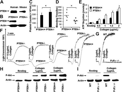 Figure 1. PTEN deficiency facilitates collagen/GPVI-induced platelet activation. (A) Western blot results show that both human and mouse platelets express PTEN. (B) After poly(I:C) treatment for 10 days, washed platelets were prepared from Ptenloxp-loxp/Mx1-Cre− (designated PTEN+/+) and Ptenloxp-loxp/Mx1-Cre+ (designated PTEN−/−), Western blot results showed that PTEN was depleted in PTEN−/− platelets. (C) Hematopoietic depletion of PTEN caused thrombocytosis (Pten+/+ mouse platelet counts 284.8 ± 47.7 × 109/mL, Pten−/− mouse platelet counts 356.8 ± 51.4 × 109/mL). *P < .05. n = 20. (D) The bleeding time in the Pten+/+ mice (206 ± 71 seconds) was statistically different from Pten−/− mice (113 ± 35 seconds). *P < .05. n = 10. (E) PTEN deficiency facilitated collagen-induced platelet ATP secretion. Data were obtained from at least 3 tests. Bars represent the mean plus or minus SD. (F) PTEN deficiency facilitated collagen-induced platelet aggregation. (G) A total of 2 μg/mL collagen-induced platelet aggregation was dependent on GPVI/FcR-γ chain function. (H) Collagen-induced Akt phosphorylation was enhanced in PTEN-deficient platelets. (I) A total of 2 μg/mL collagen-induced Akt phosphorylation was dependent on GPVI/FcR-γ chain function.