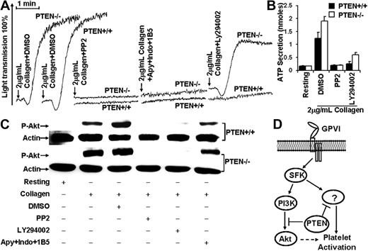 Figure 2. PTEN regulated collagen-induced platelet activation through PI3K/Akt-dependent and -independent signaling pathways. (A) PP2 (10μM) or the combination of apyrase (Apy; 10 U/mL), indomethacin (Indo) (50μM), and 1B5 (10 μg/mL) inhibited 2 μg/mL collagen-induced aggregation of PTEN+/+ and PTEN−/− platelets. PI3K inhibitor LY294002 (25μM) inhibited 2 μg/mL collagen-induced aggregation of PTEN+/+, but not PTEN−/− platelets. (B) PP2 (10μM) inhibited 2 μg/mL collagen-induced secretion of PTEN+/+ and PTEN−/− platelets. LY294002 (25μM) completely inhibited 2 μg/mL collagen-induced secretion by PTEN+/+, but not by PTEN−/− platelets. (C) Akt phosphorylation was inhibited by PP2 (10μM) and LY2940022 (25μM), but not by Apy + Indo + 1B5 in both PTEN+/+ and PTEN−/− platelets stimulated with 2 μg/mL collagen. (D) The role of PTEN in regulation of GPVI-mediated signaling pathway.